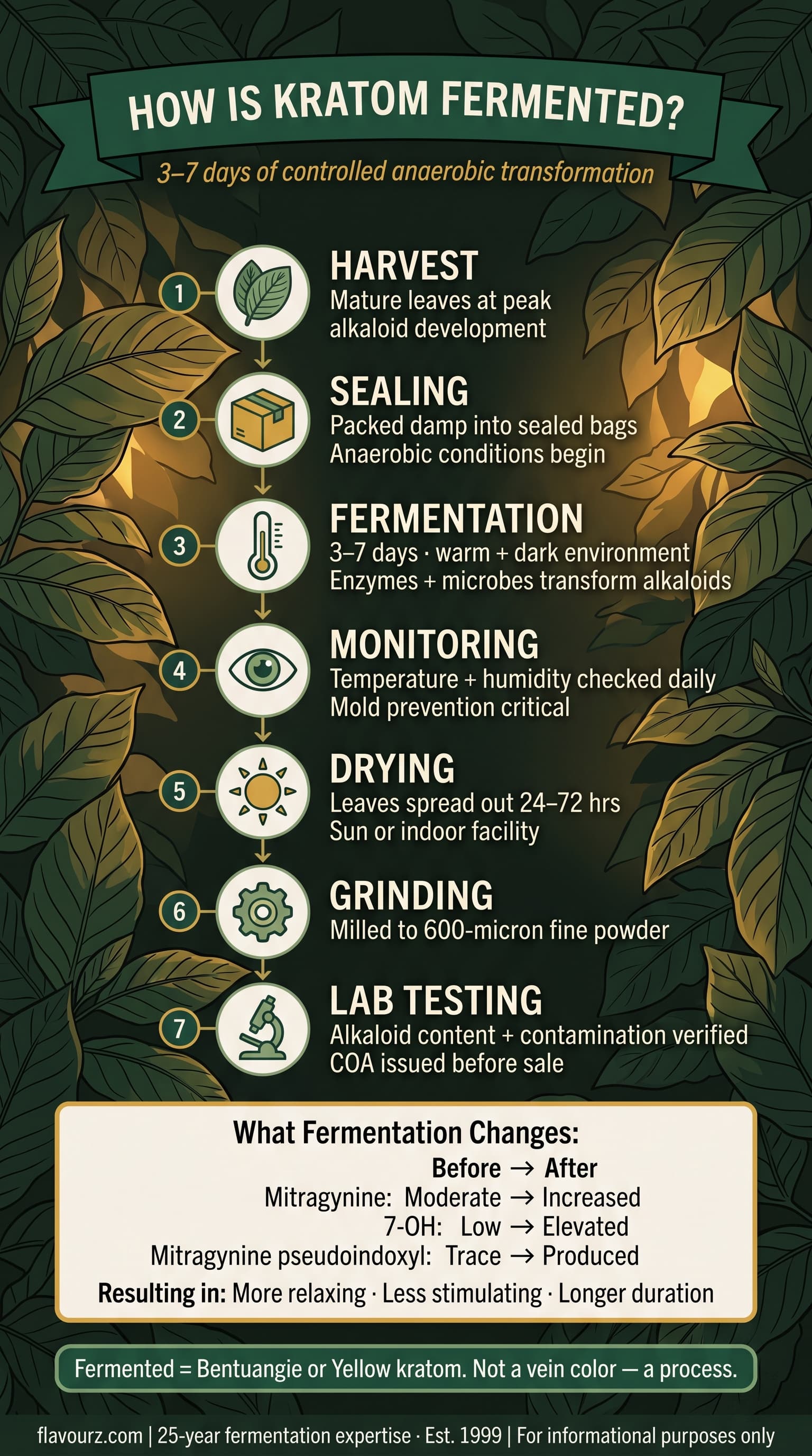 infographic for How Is Kratom Fermented